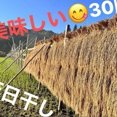 玄米　30キロ　ひとめぼれ　ハセ掛け
