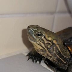 ウンキュウの亀