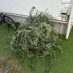 オリーブ　枝　葉の画像