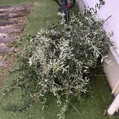 オリーブ　枝　葉の画像