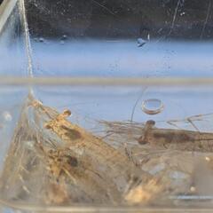 ミナミヌマエビ１０匹の画像