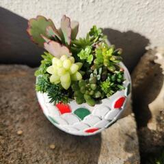 多肉の寄せ植え🎄