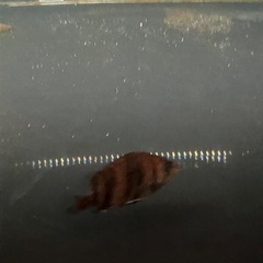熱帯魚　　ダトニオ
