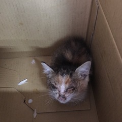 保護しました