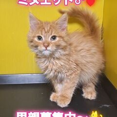 里親募集中！生後4ヶ月ラガマフィン♂(⋈◍＞◡＜◍)。✧♡