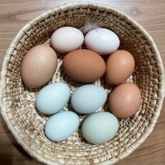 鶏小屋の様子を見てくださる方　美味しい卵差し上げます