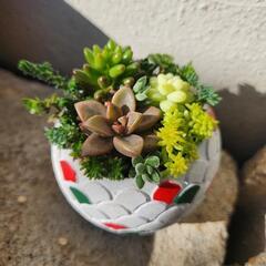 多肉植物の寄せ植え🎅