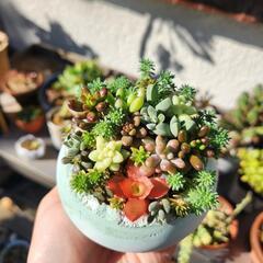 多肉植物植物🌱寄せ植え(12.1写真更新)