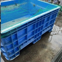 ジャンボックス サンコー　1000L ブルー　サンボックス　錦鯉　金魚　大型水槽 水槽 コンテナの画像