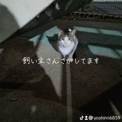 東武練馬の公園にいた猫