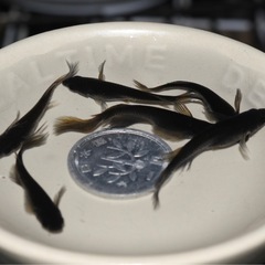  🐝黒蜂🐝ヒレナガメダカ❶
　　3PA計6匹の画像