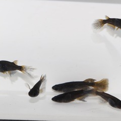  🐝黒蜂🐝ヒレナガメダカ❶
　　3PA計6匹の画像