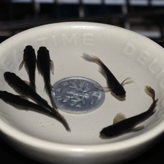  🐝黒蜂🐝ヒレナガメダカ❶
　　3PA計6匹の画像