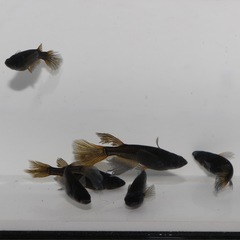  🐝黒蜂🐝ヒレナガメダカ❶
　　3PA計6匹