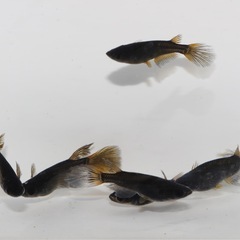  🐝黒蜂🐝ヒレナガメダカ❶
　　3PA計6匹の画像