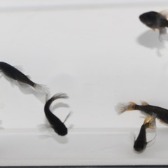 🐝黒蜂🐝ヒレナガメダカ❷ 　 3PA  6匹の画像