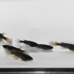 🐝黒蜂🐝ヒレナガメダカ❷ 　 3PA  6匹の画像