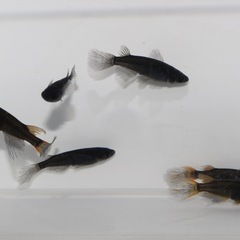 🐝黒蜂🐝ヒレナガメダカ❷ 　 3PA  6匹