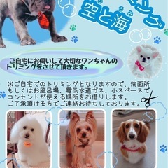 大切なペットの出張トリミング受け賜ります🐶