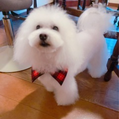 大切なペットの出張トリミング受け賜ります🐶 − 長崎県
