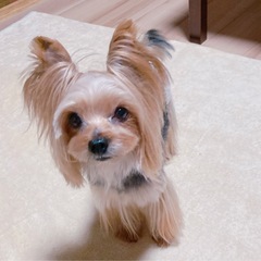 大切なペットの出張トリミング受け賜ります🐶 - 長崎市