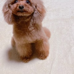 大切なペットの出張トリミング受け賜ります🐶 - ペット