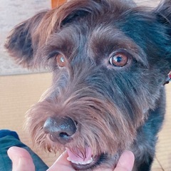 大切なペットの出張トリミング受け賜ります🐶 - 地元のお店