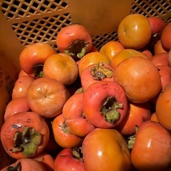 かつらぎ町の富有柿①
