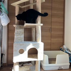 キャットタワー　の画像