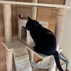 キャットタワー　の画像