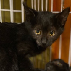 黒猫ちゃん4兄弟　三郎