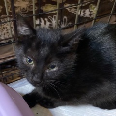 黒猫ちゃん4兄弟　二郎