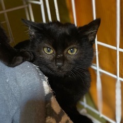黒猫ちゃん4兄弟　四郎
