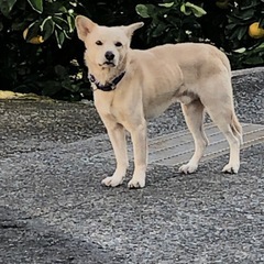 こちら紀の川市粉河より、迷い犬のお知らせです。　　　11月半ばよ...