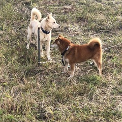 こちら紀の川市粉河より、迷い犬のお知らせです。　　　11月半ばよりうちの近所にて放浪しております。 捕まえようとすると逃げてしまうので 困ったちゃんであります。 オス犬青い首輪…年齢不明 お心当たりの方はリポおなしゃす。 ウチのワンコさんのエサ食べて元気に走り回っております - 犬
