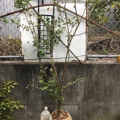 カマツカ　１３０センチ