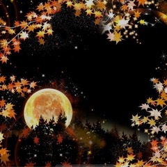 紅葉ライトアップ見に行きませんか🍁