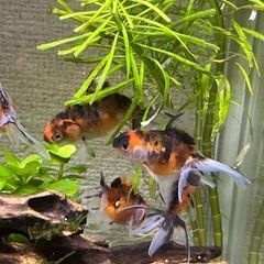 金魚　東錦純血統の画像