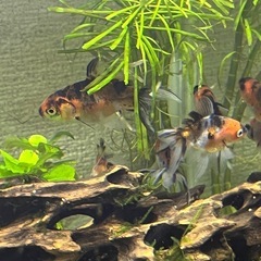 金魚　東錦純血統