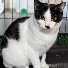 白黒のコントラストが　とても綺麗な　スイカちゃん