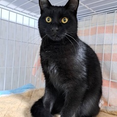 命繋げてください！人が大好き黒猫ちゃん！初期対応すべて完了！お外...