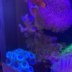 海水魚　フルセット　生体とサンゴなどの画像