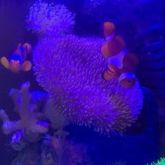 海水魚　フルセット　生体とサンゴなどの画像