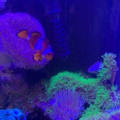 海水魚　フルセット　生体とサンゴなどの画像