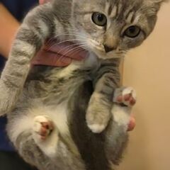 甘えん坊の綺麗なサバトラちゃん