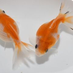 ピンポンパール　２匹　　N1　　金魚　現物　　無人受け渡し　発送...