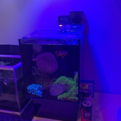 海水魚　フルセット　生体とサンゴなどの画像