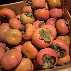 かつらぎ町の富有柿②