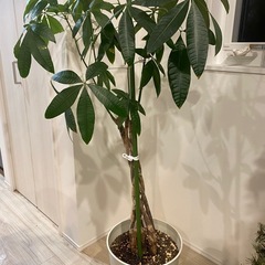 【値下げしました】パキラ