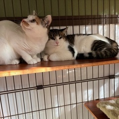 【里親さま決定】⭐️白キジ美猫ミョウちゃんシッポも立派 − 千葉県